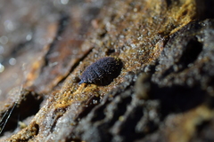 Holacanthella