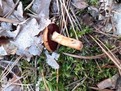 Cortinarius