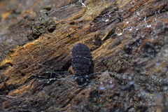 Holacanthella