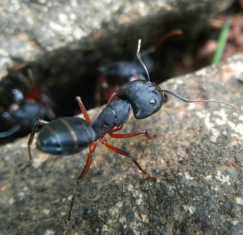 Indian Black Ant