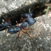 Indian Black Ant - Photo (c) Gregor, some rights reserved (CC BY-NC), uploaded by Gregor