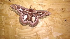 Rothschildia jacobaeae