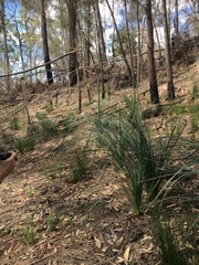 Xanthorrhoea concava