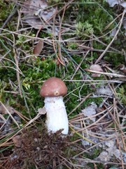 Suillus luteus