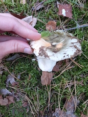 Russula