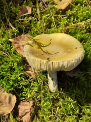 Russula