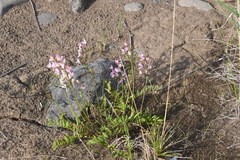 Astragalus gulemiensis