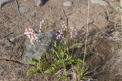 Astragalus gulemiensis