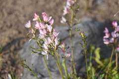 Astragalus gulemiensis
