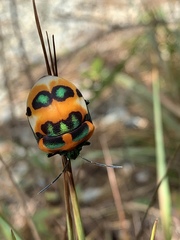Poecilocoris latus