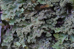 Pseudocyphellaria glabra