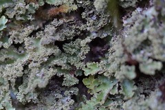 Pseudocyphellaria glabra