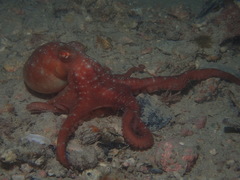 Callistoctopus