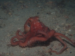 Callistoctopus