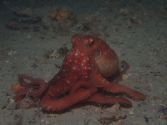 Callistoctopus
