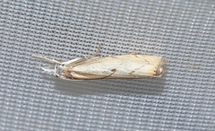 Agriphila geniculea