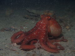 Callistoctopus