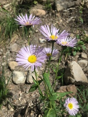 Erigeron eximius