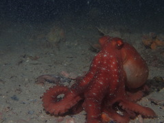 Callistoctopus