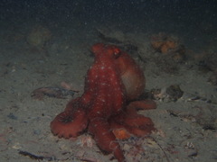 Callistoctopus