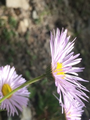 Erigeron eximius