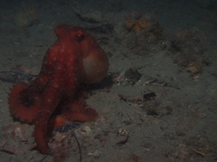 Callistoctopus