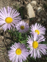 Erigeron eximius