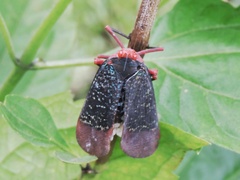 Kalidasa lanata