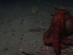Callistoctopus