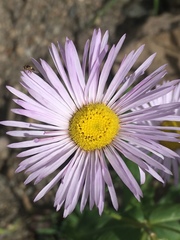 Erigeron eximius