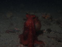 Callistoctopus