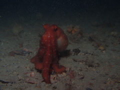 Callistoctopus