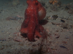 Callistoctopus