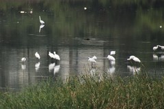 Platalea minor