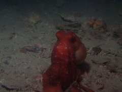 Callistoctopus