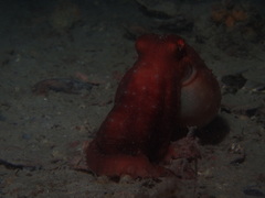 Callistoctopus