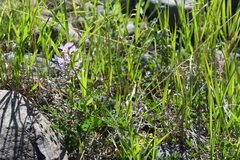 Astragalus gulemiensis