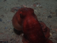 Callistoctopus