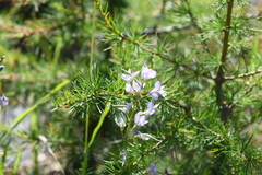 Astragalus gulemiensis