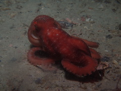 Callistoctopus