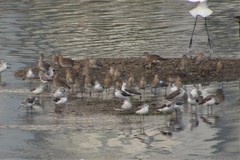 Limosa limosa