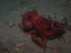 Callistoctopus