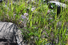 Astragalus gulemiensis