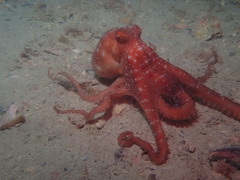 Callistoctopus
