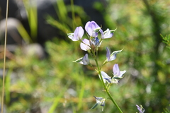 Astragalus gulemiensis