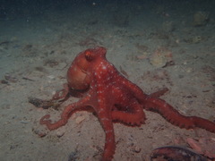 Callistoctopus