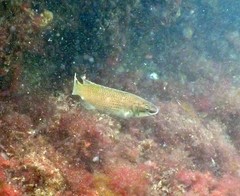 Ctenolabrus rupestris