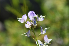 Astragalus gulemiensis