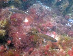 Ctenolabrus rupestris