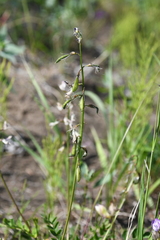 Astragalus gulemiensis